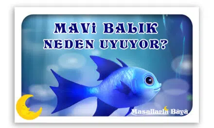 MAVİ BALIK NEDEN UYUYOR?